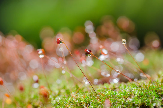 Moss and water drops