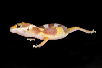 leopard gecko