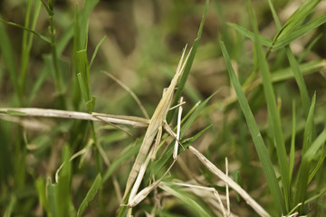 grasshopper