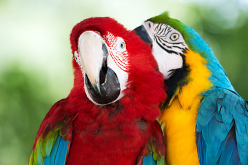 parrots