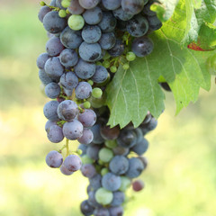 grappolo di uva nera