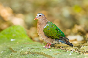 The close up of Emerald Dove(Green-winged Pigeon) bird