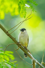 Sooty-headed bulbul (Pycnonotus aurigaster) in nature