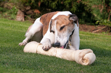 Contented Greyhound & his bone