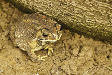 the toad