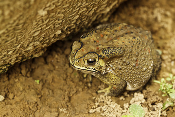 the toad