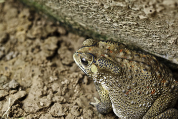 the toad