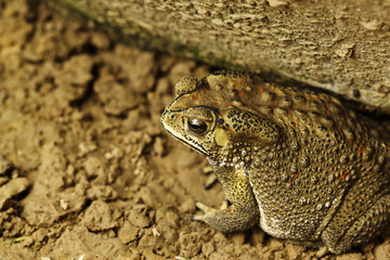 the toad