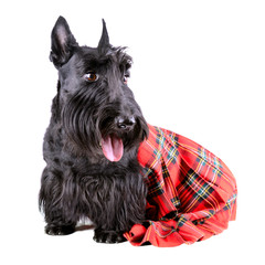 Dog in kilt