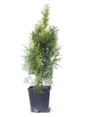 Thuja tree