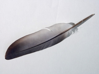 feathers