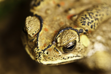 the toad