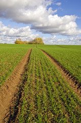 Fototapeta na wymiar jesień zielonym polu gospodarstwa z ciągnika ślady upraw i