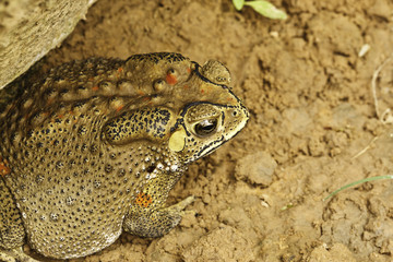 the toad