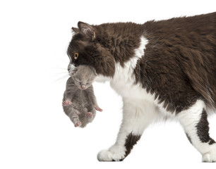 Close-up of a British Longhair carrying a one week old kitten - obrazy, fototapety, plakaty