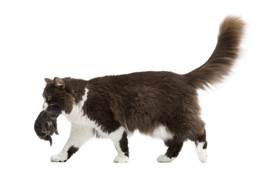 Side view of a British Longhair walking, carrying kitten