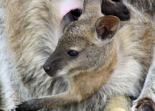 cute baby wallaby