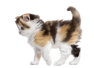 Side view of a Highland straight kitten walking, alert, isolated