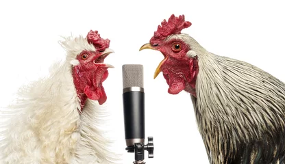Papier Peint photo autocollant Poulet Two roosters singing at a microphone, isolated on white