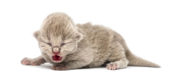 Highland straight or fold kitten, 1 week old, isolated on white