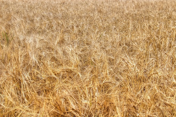 Ripe barley in grainfield , nature background