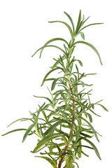 Rosemary herb, isolated on white