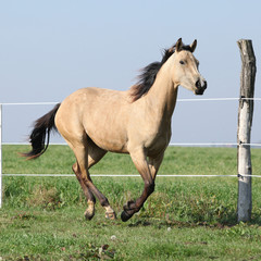 Obraz na płótnie Canvas Palomino quarter horse running on pasturage