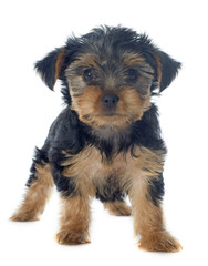 puppy yorkshire terrier