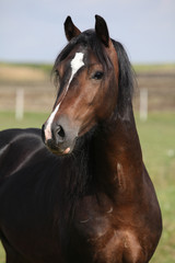Portrait of nice brown stallion