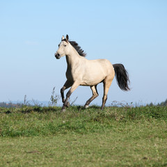 Obraz na płótnie Canvas Nice Kinsky horse running in autumn