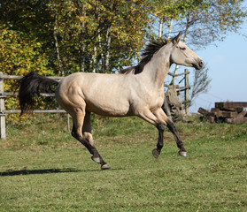 Obraz na płótnie Canvas Nice Kinsky horse running in autumn