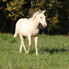 Naklejka na ściany i meble Nice Kinsky horse running in autumn
