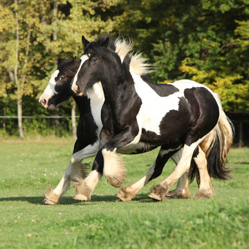 Two Horses Running On Pasturage