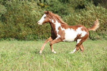 Nice paint horse foal running in autumn