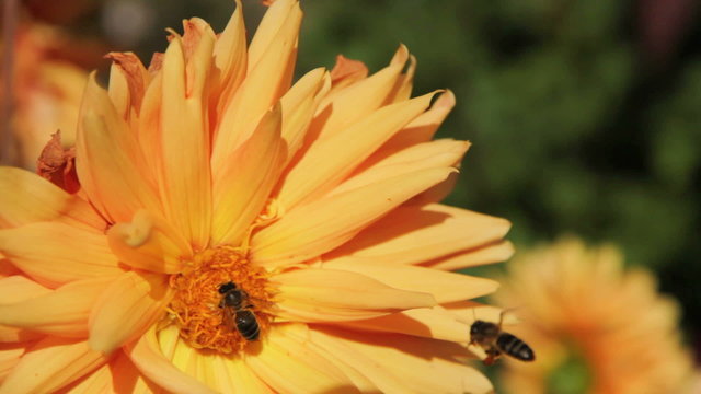Pair of bees sucking nectar on flower orange dahlia