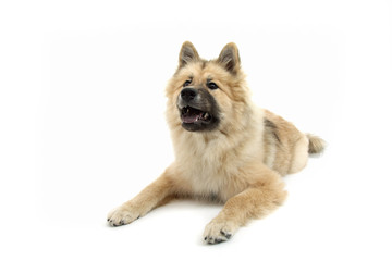 Rassehund