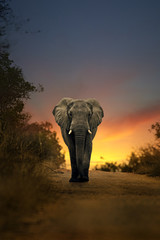 Afrikaanse olifant die bij zonsondergang loopt