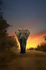 Poster de jardin Éléphant éléphant d& 39 afrique marchant au coucher du soleil