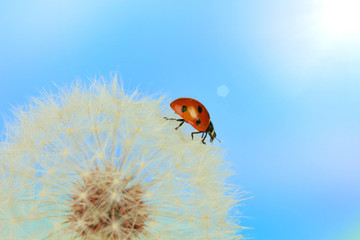 Beautiful ladybird  on dandelion, close up