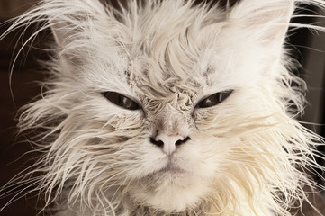 Wet kitten