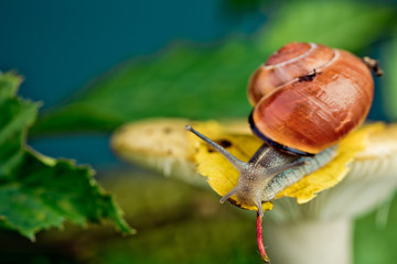 Schnecke und Pilz