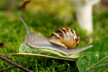 Schnecke und Pilz