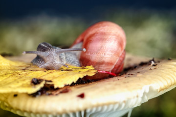 Schnecke und Pilz