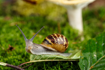 Schnecke und Pilz