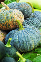 Fresh green pumpkin in the market