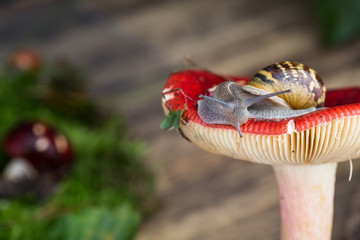 Schnecke und Pilz