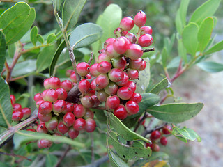 Obraz premium Terebinthe - turpentine tree - Pistacia terebinthus