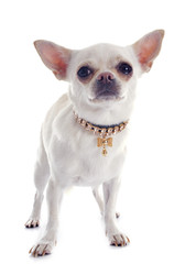 chihuahua and collar