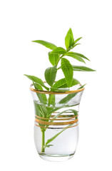 Sprig of mint in a glass