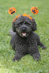 Pudel mit Halloween-Schmuck
